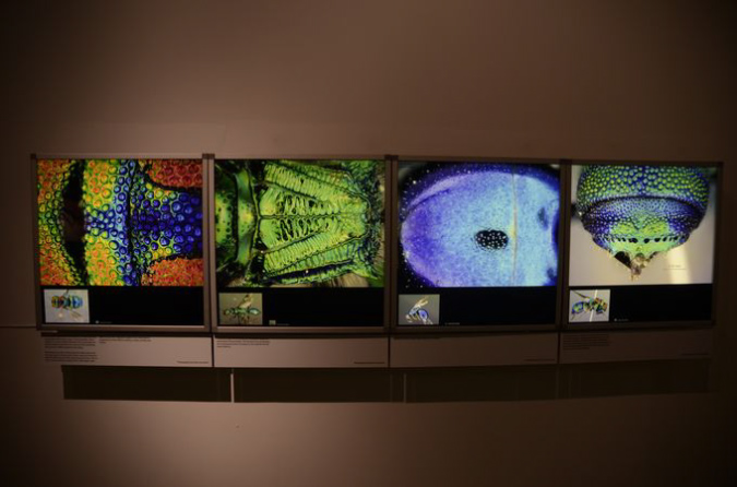 Wasp_exhibition__DSC3428